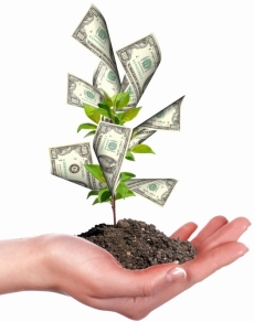 Money tree in palm of hand